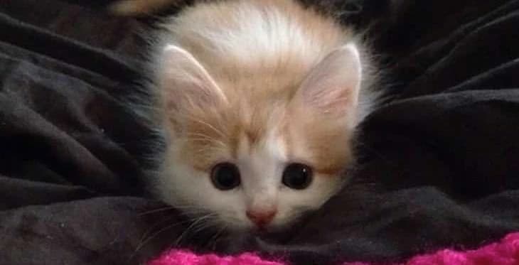 Fluffy kitten with wide eyes, lying on a dark blanket, peeking over the edge with its ears perked up.