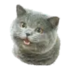 no_image
